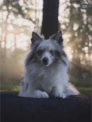 Nova