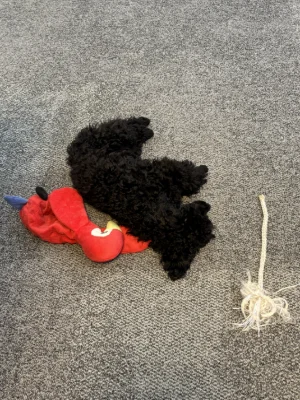 Zorro