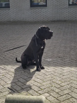Brutus