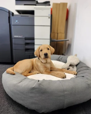 Milo