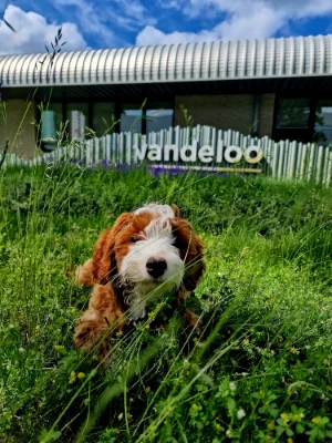 Elvis
