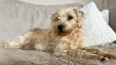 Teddy
