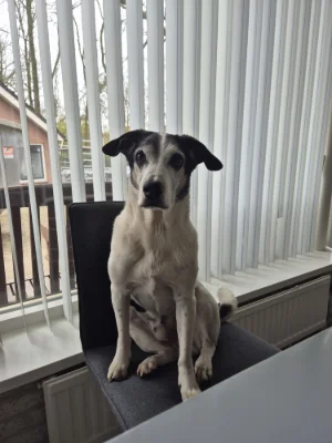 Jaxx