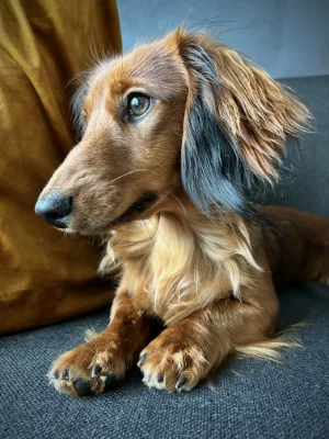 Bonnie