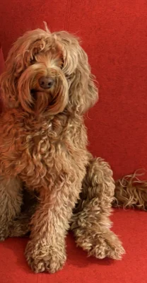Coco