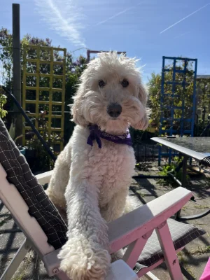 Louie